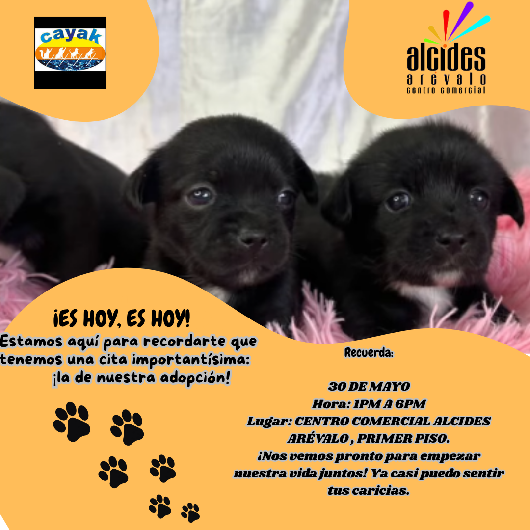 Jornada de Adopción de Mascotas